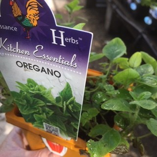 oregano